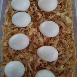 Buy Cockatoo Eggs online