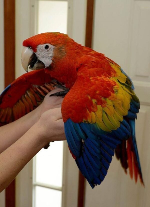 Buy Scarlet  Macaw parrots online