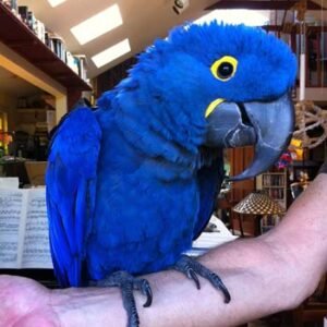 Buy Hyacinth Macaw Parrot online