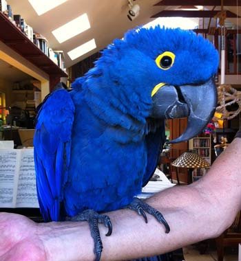 Buy Hyacinth Macaw Parrot online