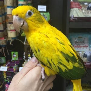 Buy Yellow Conure Parrot online