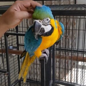 Buy Blue and Gold Macaw parrots online