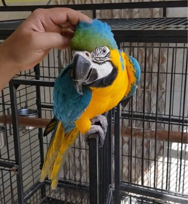 Buy Blue and Gold Macaw parrots online