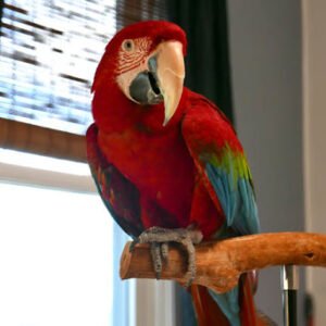 Buy Green Wing Macaw Online