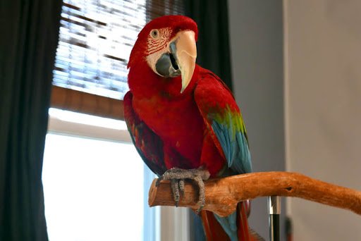 Buy Green Wing Macaw Online