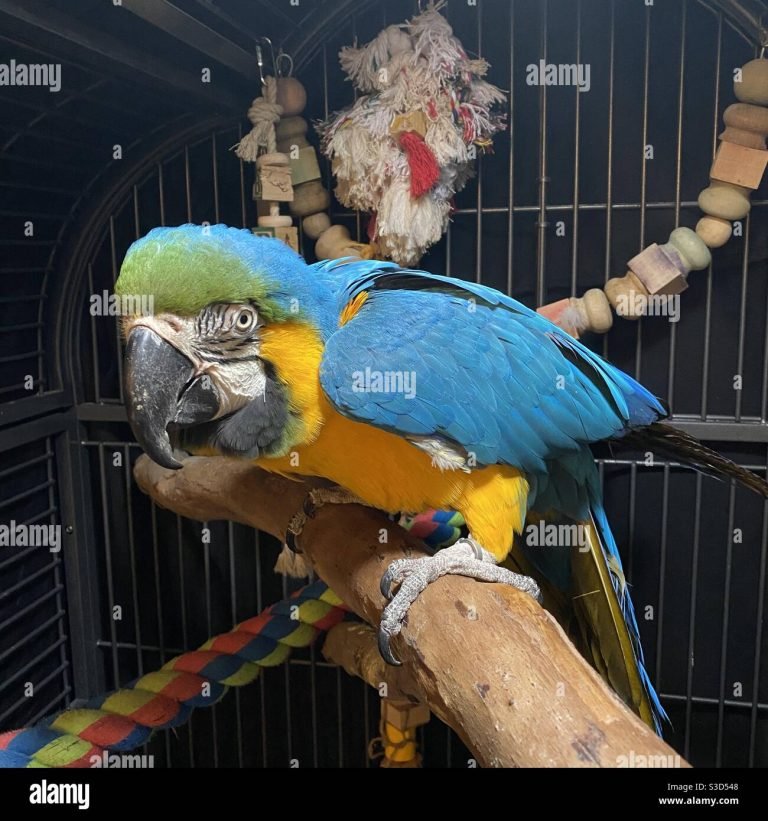 Blue and Gold macaw