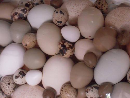 African Grey Eggs