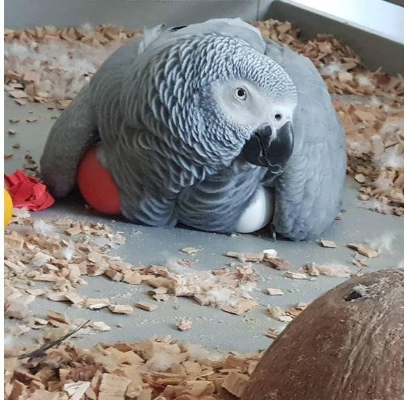 african grey eggs for sale