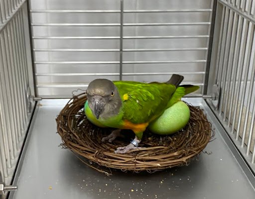 amazon parrot eggs