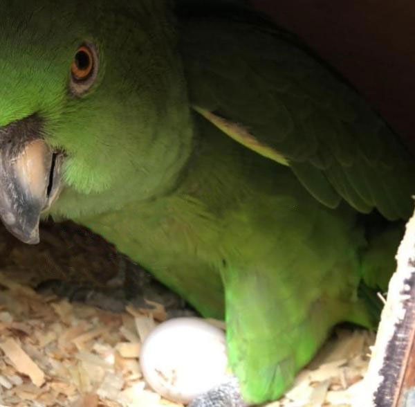 Amazon Parrot Eggs