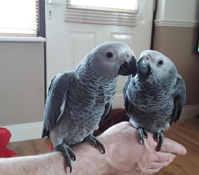 african grey parrot