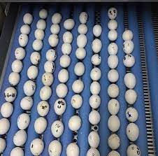 Cockatoo Eggs