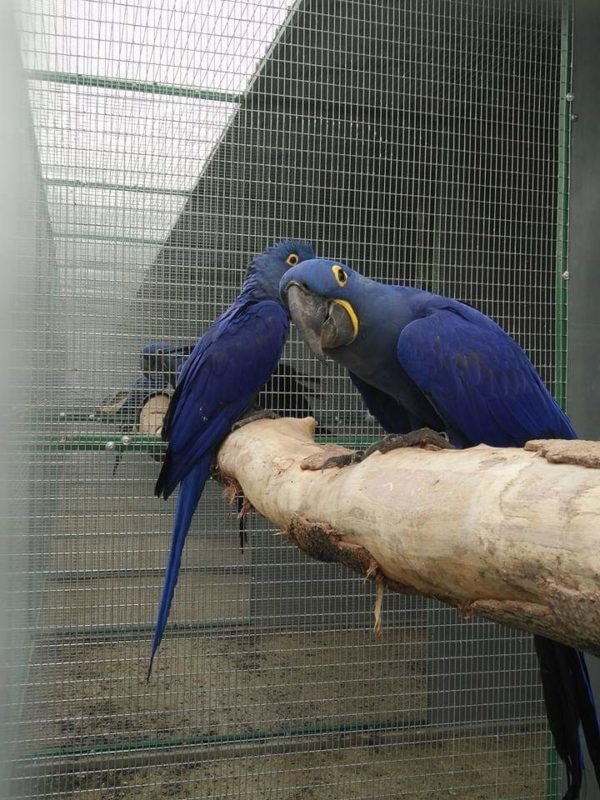 Hyacinth Macaw Parrot. for sale online.