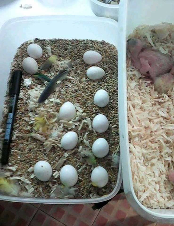 macaw parrot eggs.