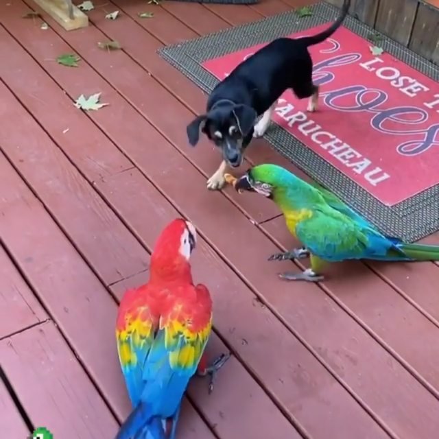 Scarlet Macaw Parrots