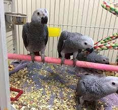 african grey for sale