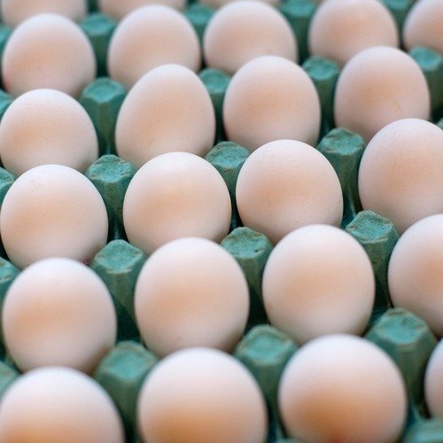 African grey eggs online