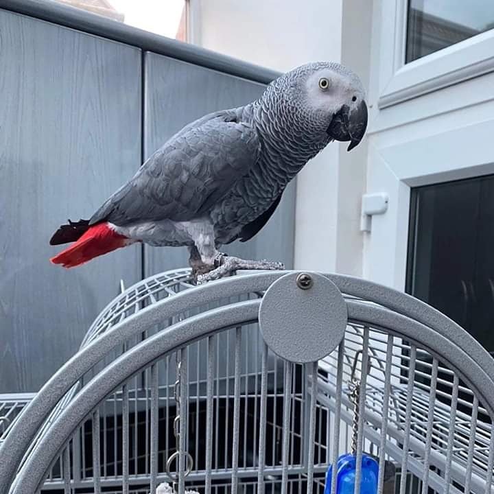 african grey parrot