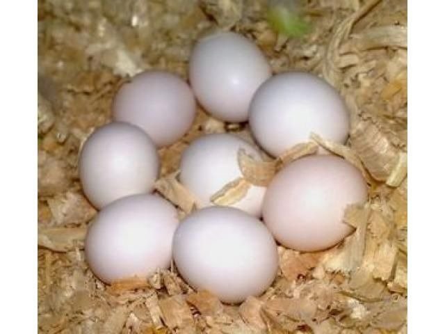 Amazon parrot eggs