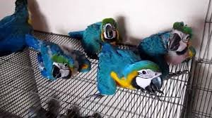 blue and gold macaw