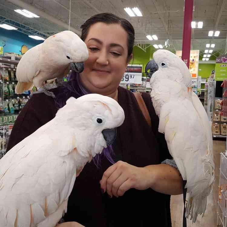 cockatoo eggs