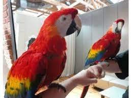 green wing macaw