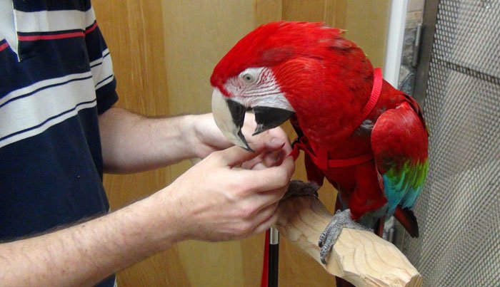 Green Wing Macaw