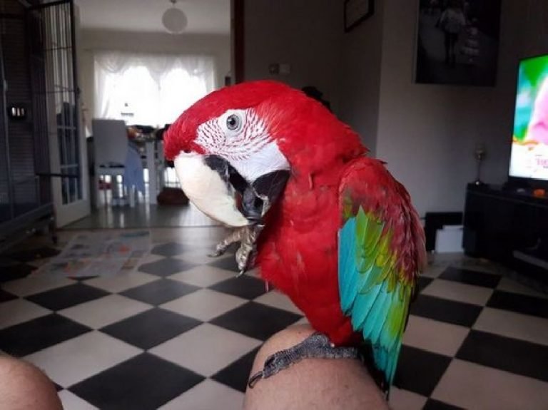 green wing macaw