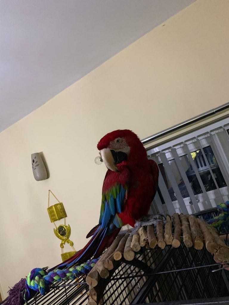 green wing macaw