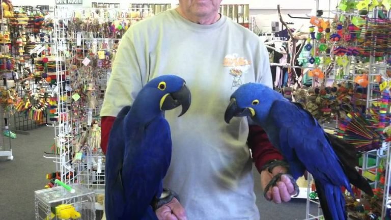 hyacinth macaw parrot