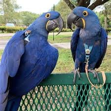 hyacinth macaw parrot.