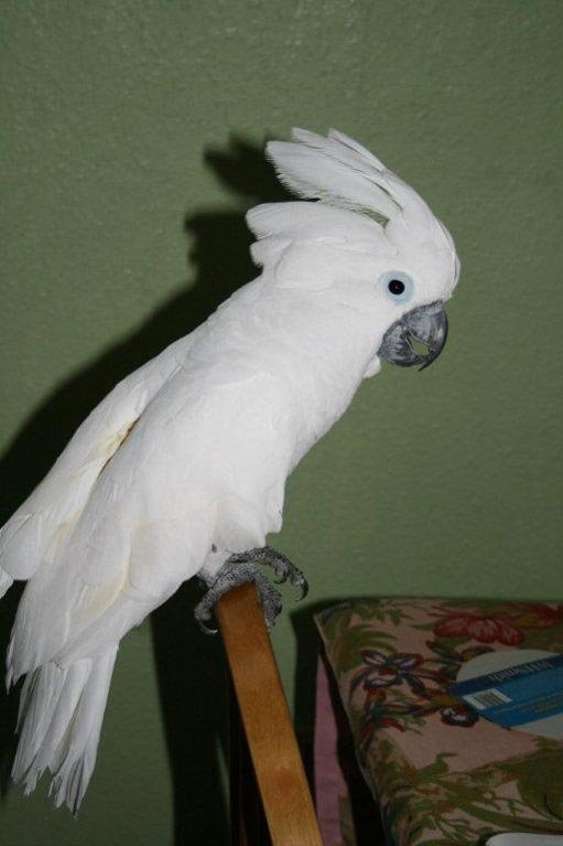 umbrella cockatoo parrots