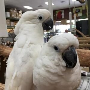 umbrella cockatoo