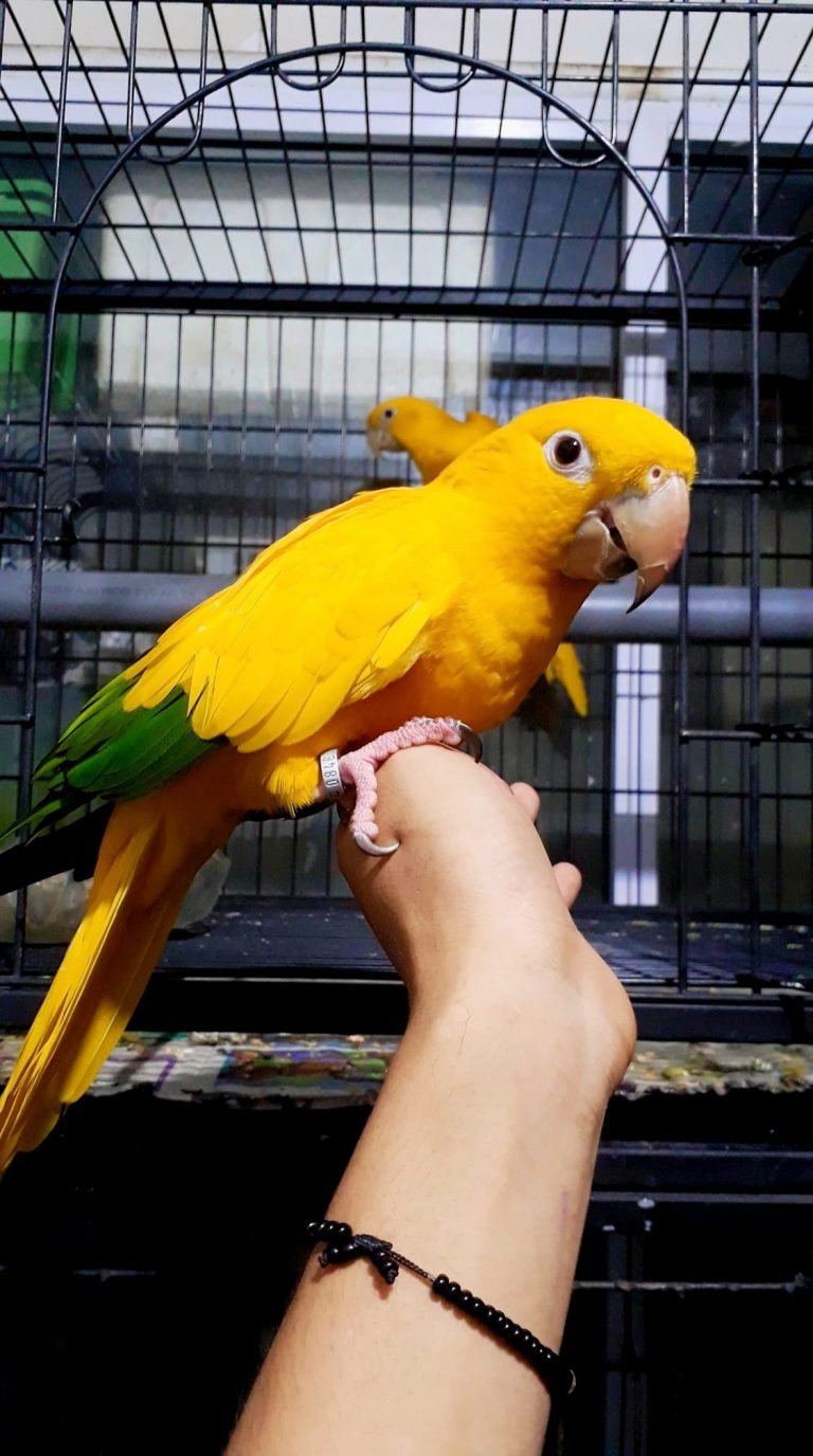 yellow conure parrot