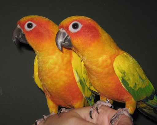 yellow conure parrot