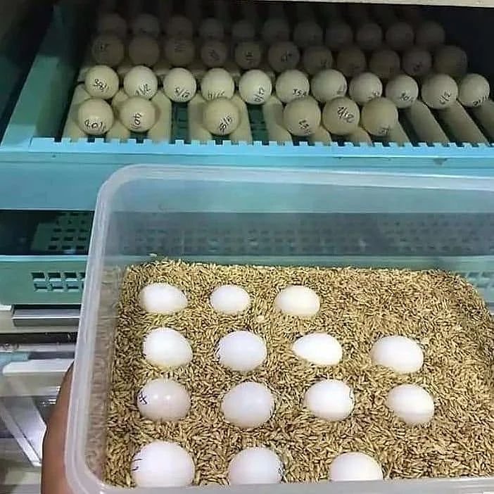 Amazon parrot eggs