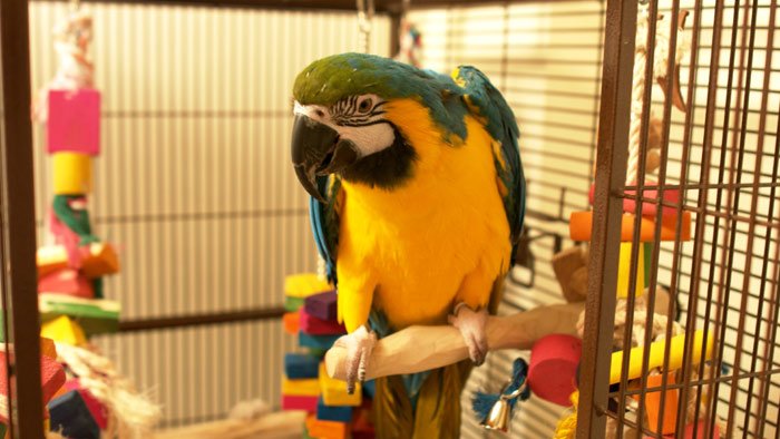 blue and gold macaw.