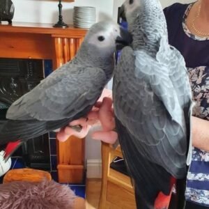 African Grey Parrots For Sale