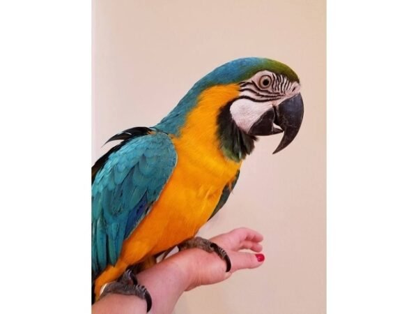 blue and gold macaw online