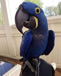 hyacinth macaw parrot for sale