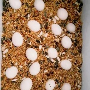 Scarlet macaw eggs