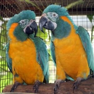 blue-throated macaw parrots