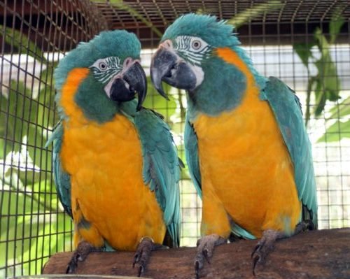 blue-throated macaw parrots