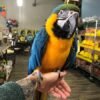 Blue-and-Gold-Macaw-Parrots-for-Sale.jpg