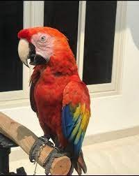 Scarlet Macaws for Sale online.