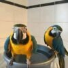 blue and yellow macaw parrots for sale