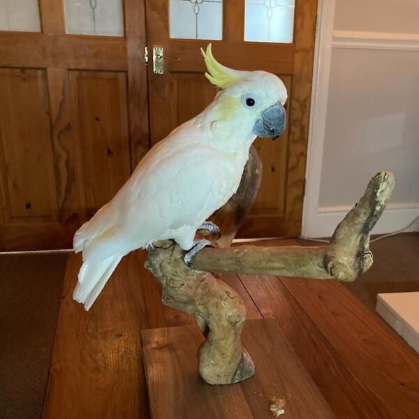 Cockatoo parrot for sale